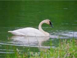 Trumpeter Swan